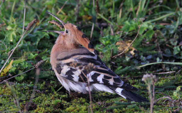 Vikšrai dirvoje: patarimai ir natūralios priemonės, kaip juos atpažinti ir sustabdyti žalą
