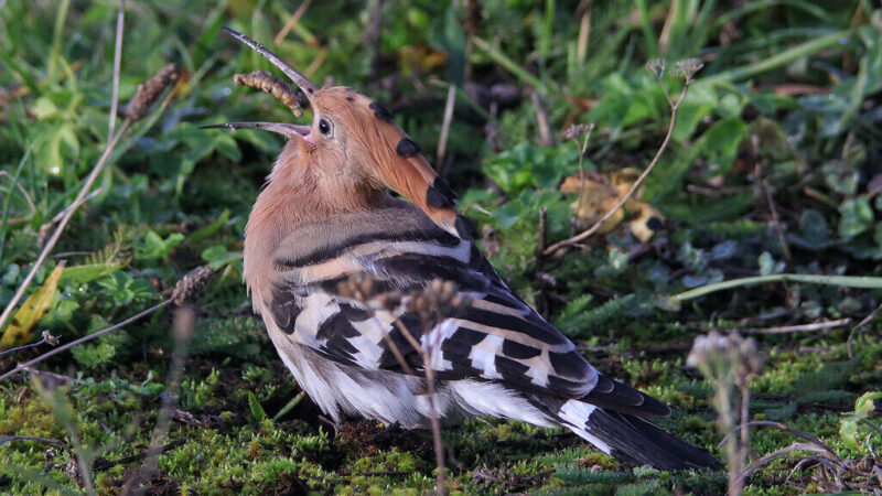 Vikšrai dirvoje: patarimai ir natūralios priemonės, kaip juos atpažinti ir sustabdyti žalą