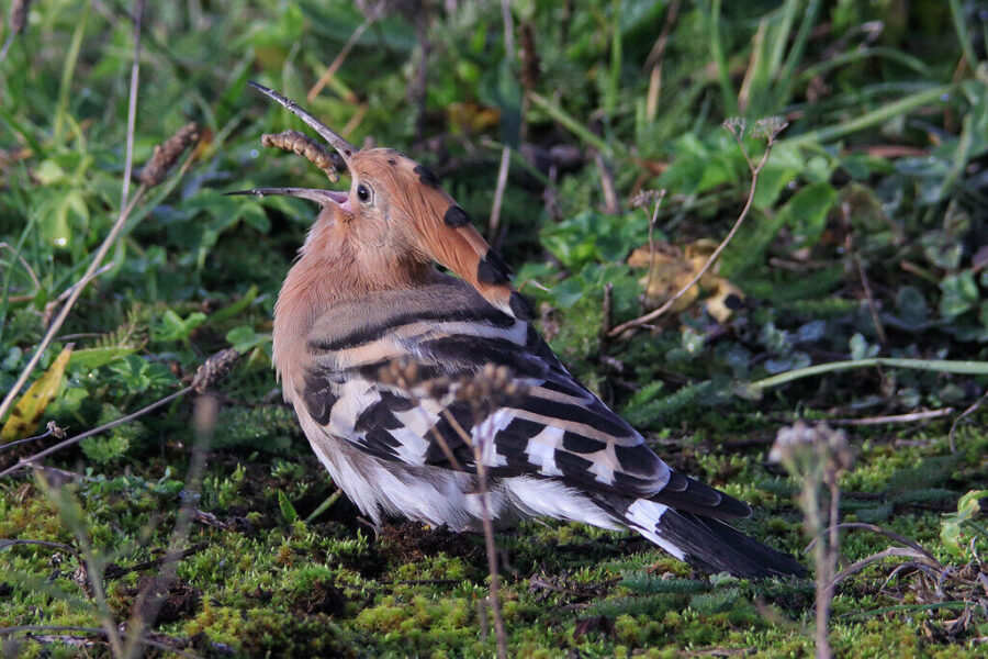 Vikšrai dirvoje: patarimai ir natūralios priemonės, kaip juos atpažinti ir sustabdyti žalą