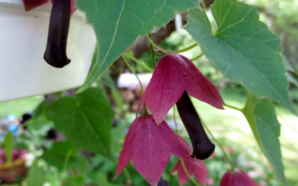 Purpurinis rodochitonas: sodininkai atskleidžia, kaip jį auginti ir kuo jis išskirtinis