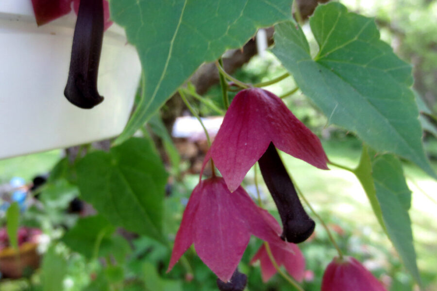 Purpurinis rodochitonas: sodininkai atskleidžia, kaip jį auginti ir kuo jis išskirtinis