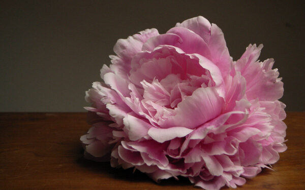 Natūralus bijūnų tręšimas: sužinokite, ką galima naudoti vietoj cheminių trąšų ir ko vengti