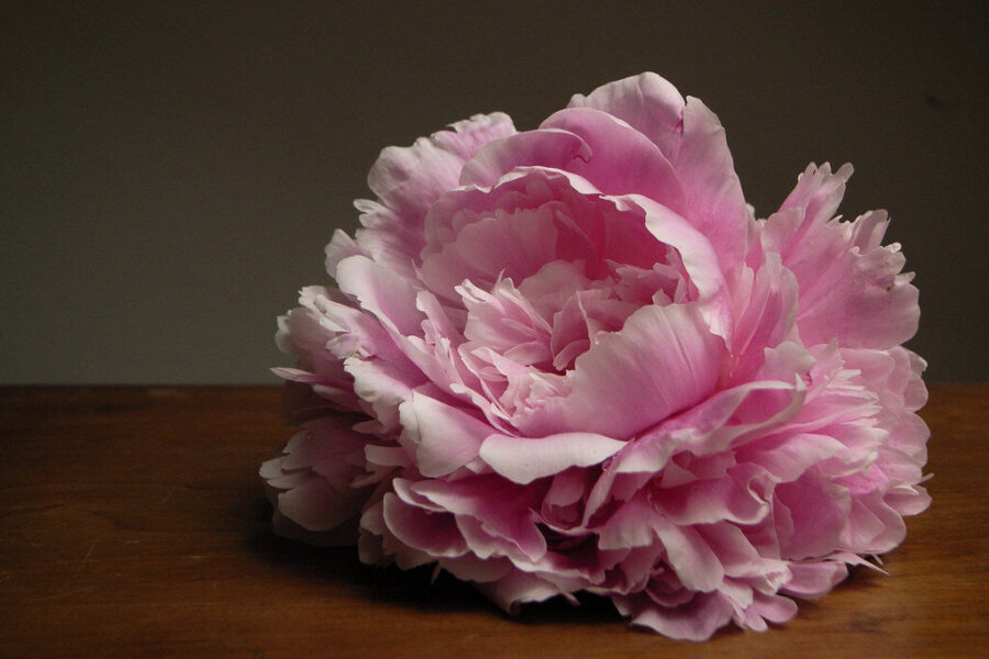 Natūralus bijūnų tręšimas: sužinokite, ką galima naudoti vietoj cheminių trąšų ir ko vengti