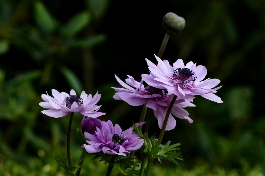 Anemonai nuo pavasario iki rudens: sodininkų patarimai, kaip pasirinkti ir sėkmingai auginti