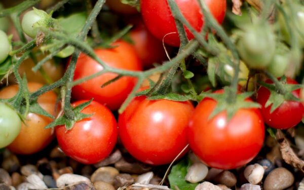 Gylis, laistymas ir dirvos paruošimas: sodinimo ir priežiūros patarimai, kaip užauginti stiprius pomidorus