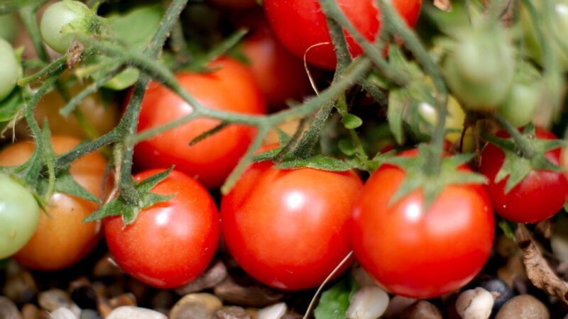 Gylis, laistymas ir dirvos paruošimas: sodinimo ir priežiūros patarimai, kaip užauginti stiprius pomidorus