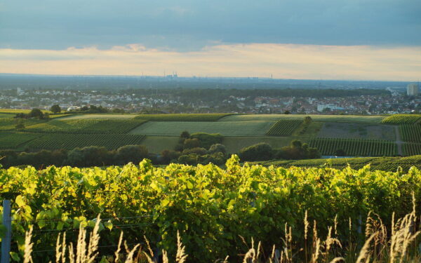 Lysvė, kuri laiko drėgmę net per sausras: daržininkai masiškai renkasi šią techniką