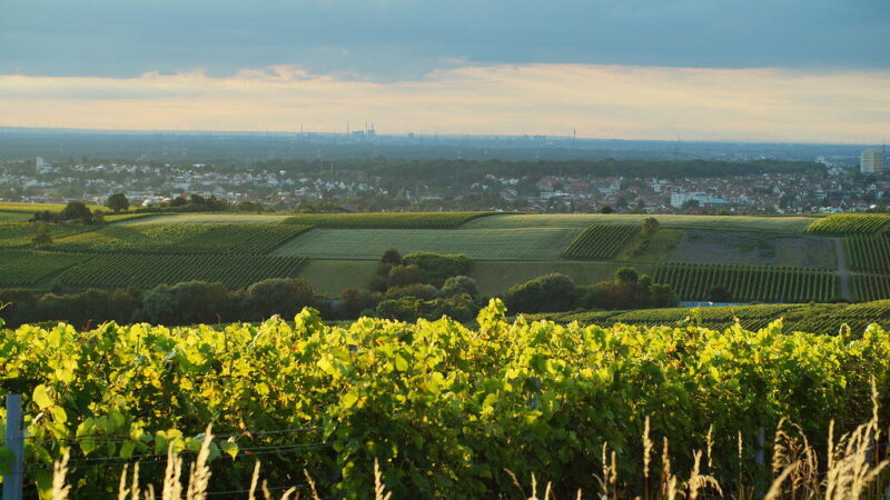 Lysvė, kuri laiko drėgmę net per sausras: daržininkai masiškai renkasi šią techniką
