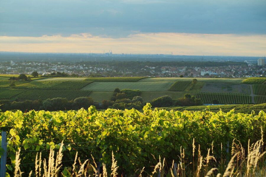 Lysvė, kuri laiko drėgmę net per sausras: daržininkai masiškai renkasi šią techniką