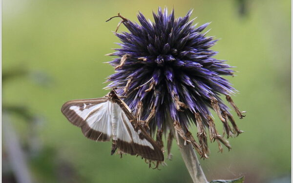 Buksmedžių kenkėjai pavasarį: natūralūs ir veiksmingi būdai, kaip kovoti su ugniuku be chemijos