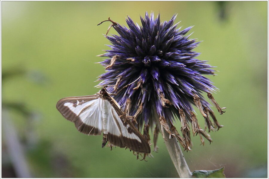 Buksmedžių kenkėjai pavasarį: natūralūs ir veiksmingi būdai, kaip kovoti su ugniuku be chemijos