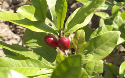 Nuo restoranų iki eksperimentinių vakarėlių: vaisius, kuris rūgštų skonį paverčia saldžiu