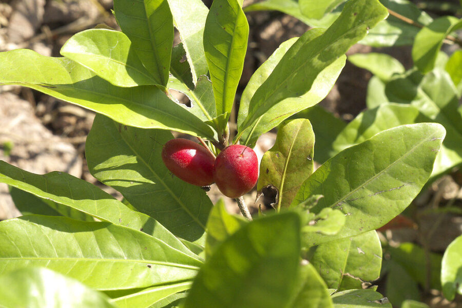 Nuo restoranų iki eksperimentinių vakarėlių: vaisius, kuris rūgštų skonį paverčia saldžiu