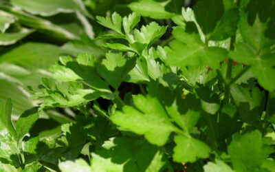 Dirva, gylis ir tinkama kaimynystė: paprasti patarimai, kaip paspartinti petražolių augimą