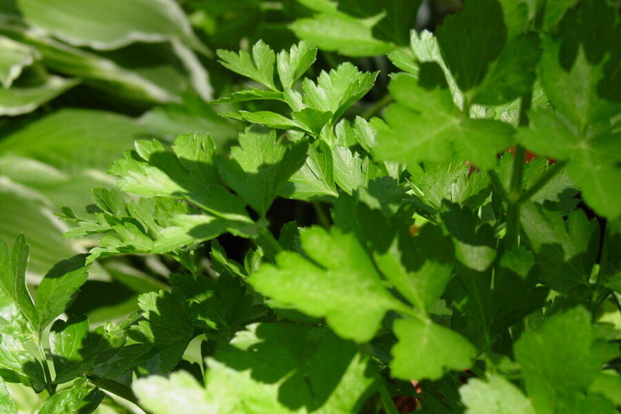 Dirva, gylis ir tinkama kaimynystė: paprasti patarimai, kaip paspartinti petražolių augimą