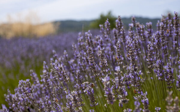 Levandų genėjimas ir tręšimas balandį: du darbai, be kurių nebus gausaus žydėjimo