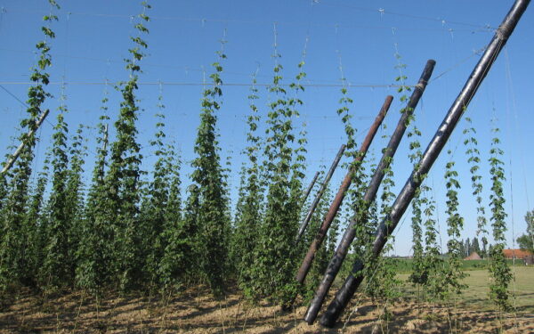 Ieškantiems lengvai prižiūrimo augalo: sausmedis gali būti dekoratyvus ir naudingas pasirinkimas