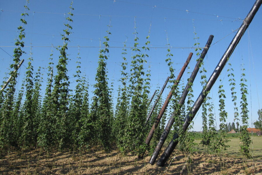 Ieškantiems lengvai prižiūrimo augalo: sausmedis gali būti dekoratyvus ir naudingas pasirinkimas