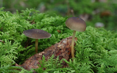 Mažas grybas su išskirtiniu skoniu: grybautojai atskleidžia viską, ką verta žinoti apie šyšiukes