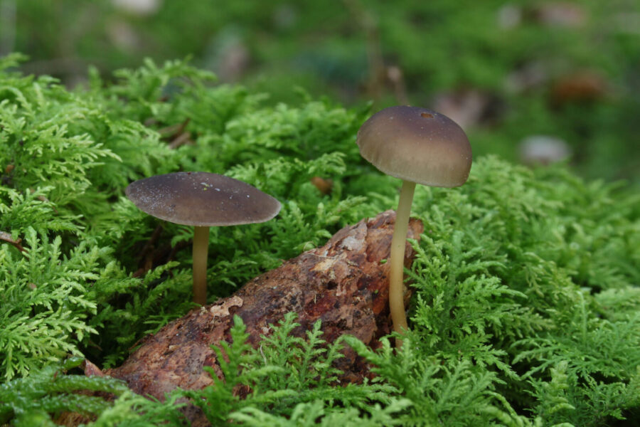 Mažas grybas su išskirtiniu skoniu: grybautojai atskleidžia viską, ką verta žinoti apie šyšiukes
