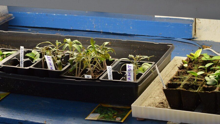 Auginimo ir tręšimo patarimai, kada sėti agurkus ir kaip sustiprinti daigus natūraliomis priemonėmis