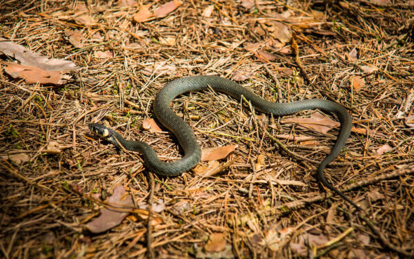 Gyvatės ateina ne be priežasties: jei nenorite netikėtų susitikimų, verta imtis šių veiksmų
