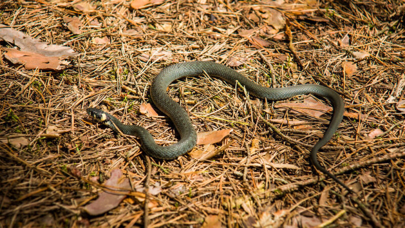 Gyvatės ateina ne be priežasties: jei nenorite netikėtų susitikimų, verta imtis šių veiksmų