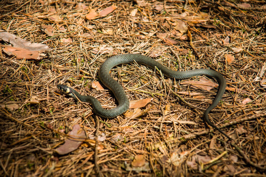 Gyvatės ateina ne be priežasties: jei nenorite netikėtų susitikimų, verta imtis šių veiksmų