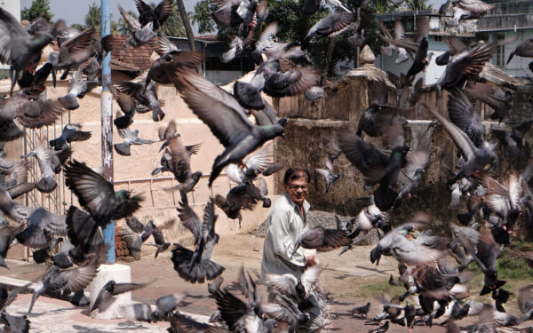 Balandžių invazija kieme: paprasti triukai, kurie padės atbaidyti juos toliau nuo jūsų sodo