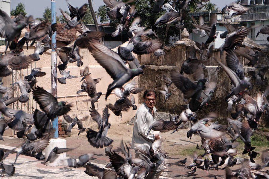 Balandžių invazija kieme: paprasti triukai, kurie padės atbaidyti juos toliau nuo jūsų sodo
