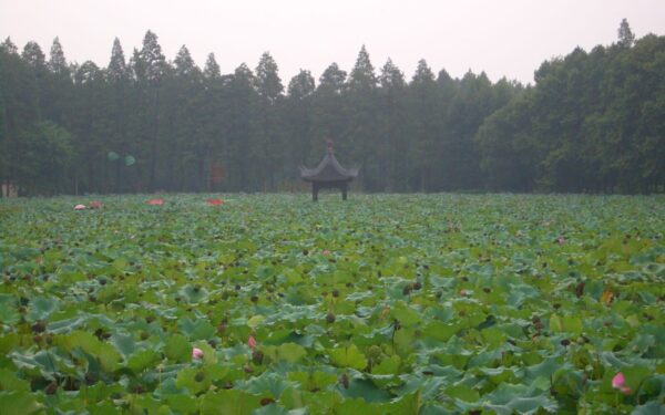 Unikali genetinė linija: atradimas atskleidė naują genetinę šaką, kuri keičia keičia poledynmečio istoriją