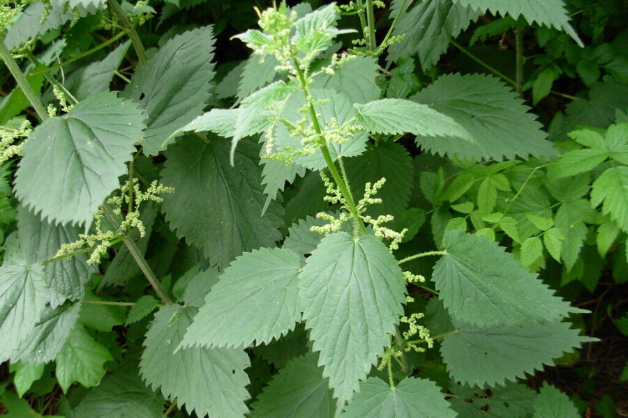 Natūrali trąša obelims: veiksmingas metodas, kaip panaudoti dilgėles gausesniam derliui
