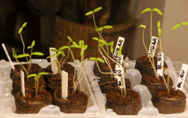 Šio žingsnio praleisti negalima: paprastas mišinys, kuris sustiprina pomidorų daigus