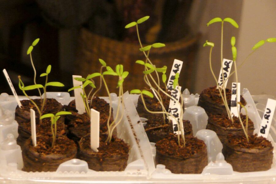 Šio žingsnio praleisti negalima: paprastas mišinys, kuris sustiprina pomidorų daigus