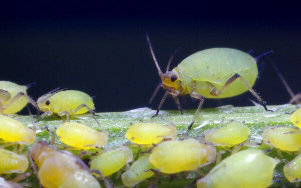 Nematomas priešas darže: paprastas būdas iš virtuvės, kaip greitai atsikratyti amarų