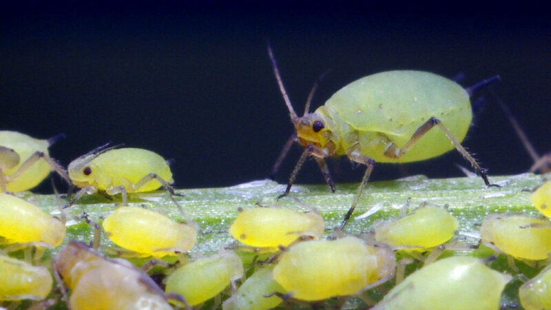 Nematomas priešas darže: paprastas būdas iš virtuvės, kaip greitai atsikratyti amarų