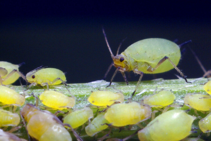 Nematomas priešas darže: paprastas būdas iš virtuvės, kaip greitai atsikratyti amarų