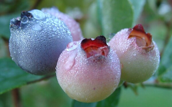 Svarbiausi šilauogių tręšimo patarimai, kaip užtikrinti tinkamą dirvos rūgštingumą