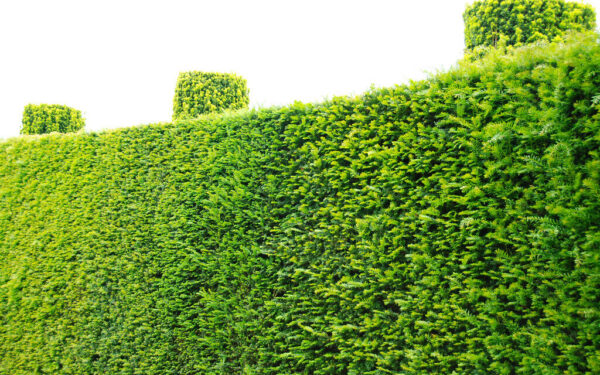 Greitesnis gyvatvorės augimas: specialistų rekomendacijos, kada genėti ir kaip prižiūrėti pirmus metus