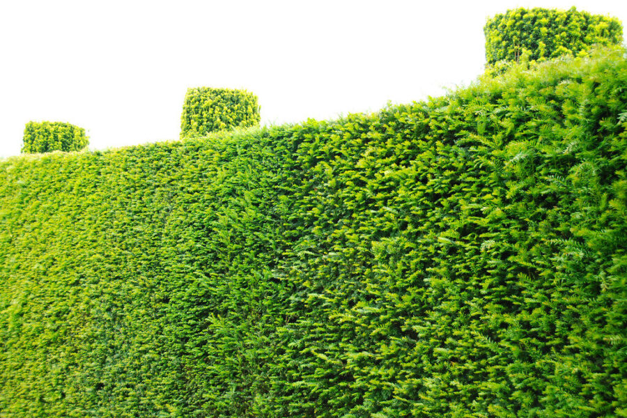 Greitesnis gyvatvorės augimas: specialistų rekomendacijos, kada genėti ir kaip prižiūrėti pirmus metus