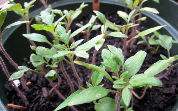 Sodininkai įspėja: ši tręšimo klaida gali padaryti pomidorų daigus silpnus ir gležnus