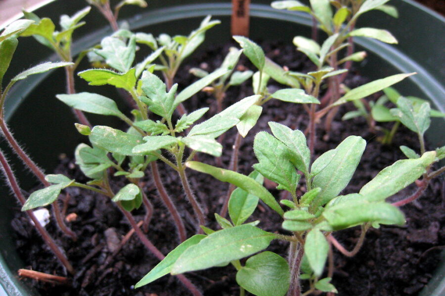 Sodininkai įspėja: ši tręšimo klaida gali padaryti pomidorų daigus silpnus ir gležnus