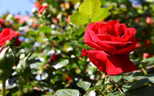 Pavasarinis tręšimas: sodininkų patarimai, kaip nepakenkti rožėms ir paskatinti jų žydėjimą