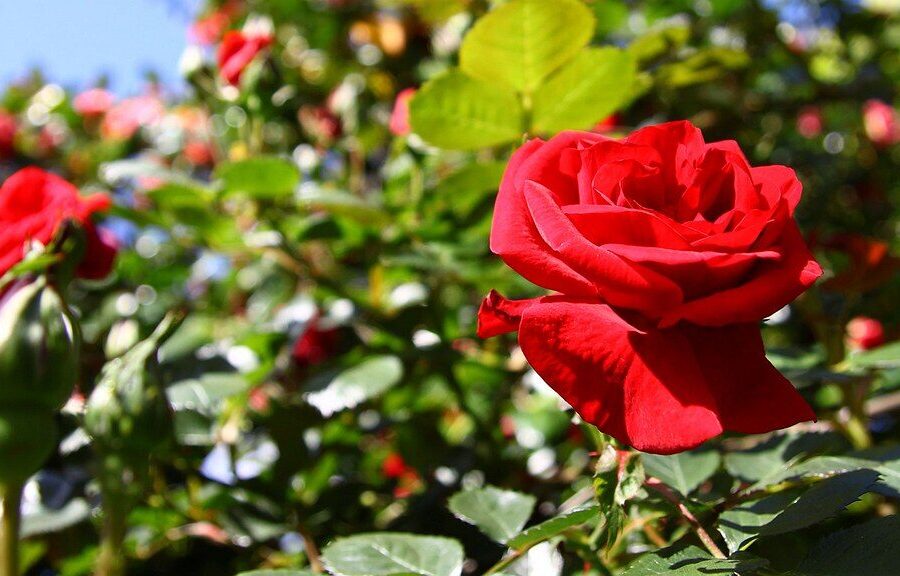 Pavasarinis tręšimas: sodininkų patarimai, kaip nepakenkti rožėms ir paskatinti jų žydėjimą