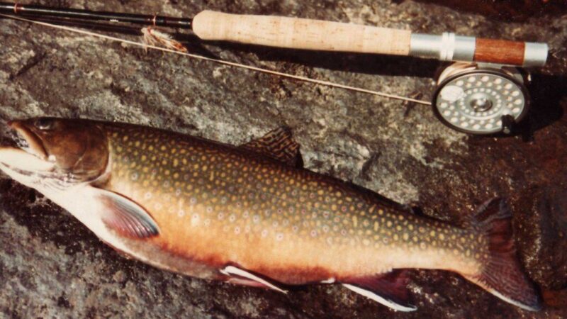 Žvejyba be mokesčių Lietuvoje – praeitis? Naujos taisyklės keičia žaidimą