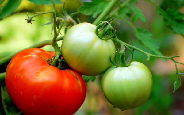 Tyliai žudai savo pomidorus: ši klaida sunaikina derlių dar jam neprasidėjus