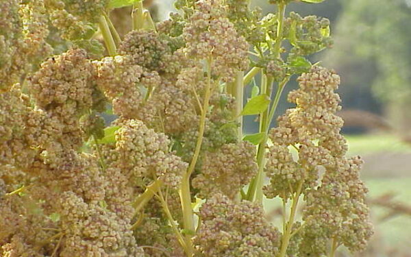 Balanda virtuvėje: pamirštas augalas, kuris gali būti ir naudingas, ir pavojingas