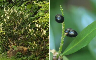 Populiarėjantis pasirinkimas gyvatvorėms: sužinokite, kodėl verta rinktis lauravyšnę