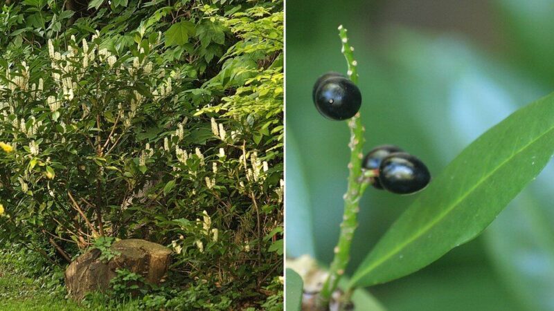 Populiarėjantis pasirinkimas gyvatvorėms: sužinokite, kodėl verta rinktis lauravyšnę