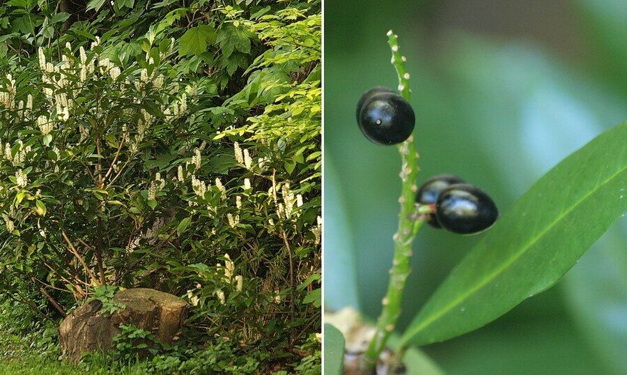 Populiarėjantis pasirinkimas gyvatvorėms: sužinokite, kodėl verta rinktis lauravyšnę